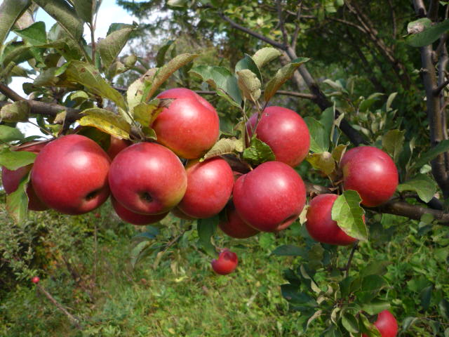 Яблуня Китайка Керр — морозостійкий гібрид з рясним врожаєм